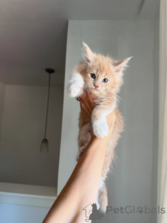 Photo №1. maine coon - à vendre en ville de Cavan | négocié | Annonce № 155394