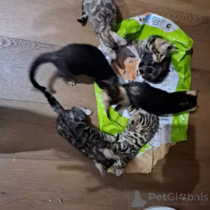 Photo №1. bengal - à vendre en ville de Herzogtum lauenburg | 380€ | Annonce № 167267