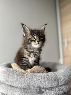 Photo №4. Je vais vendre maine coon en ville de Woltersdorf. annonce privée - prix - 420€
