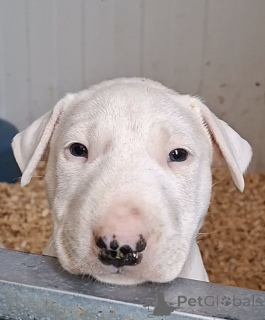 Photo №4. Je vais vendre bull terrier en ville de Bachka-palanka.  - prix - négocié