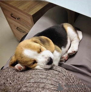 Photo №1. beagle - à vendre en ville de Гамбург | 331€ | Annonce №117601