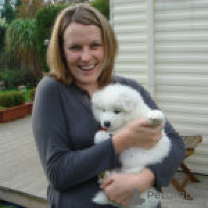 Photo №2 de l'annonce № 133000 de la vente samoyède - acheter à Lituanie de la fourrière