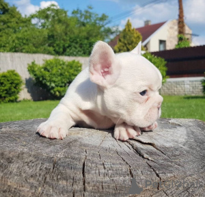 Photo №3. beaux chiots bouledogue français.. USA