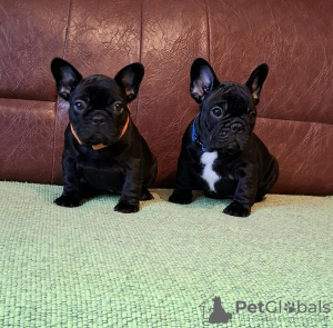 Photos supplémentaires: Chiots bouledogue français