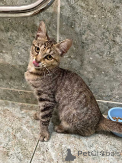 Photo №4. Je vais vendre  en ville de Moskova. annonce privée - prix - Gratuit