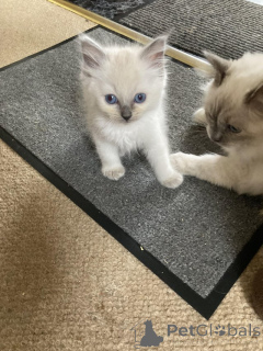 Photo №2 de l'annonce № 160994 de la vente ragdoll - acheter à L'Autriche annonce privée