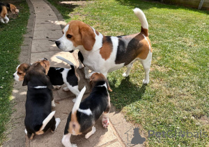 Photo №4. Je vais vendre beagle en ville de Vilnius. annonce privée, éleveur - prix - 1300€