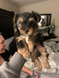 Photo №2 de l'annonce № 167868 de la vente biewer yorkshire terrier - acheter à USA éleveur