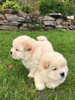 Photo №3. Magnifiques chiots Chow Chow. La finlande