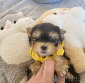 Photo №2 de l'annonce № 110526 de la vente biewer yorkshire terrier - acheter à USA éleveur