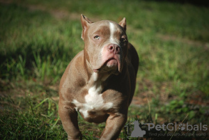 Photos supplémentaires: Chiots tyrans américains