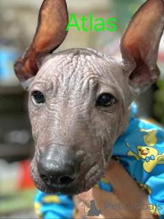 Photo №3. Cuccioli di Xoloitzcuintli (Canne Nudo Messicano). Italie