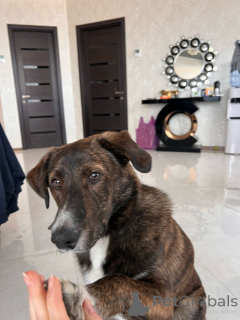 Photo №2 de l'annonce № 138549 de la vente chien bâtard - acheter à Georgia annonce privée, éleveur