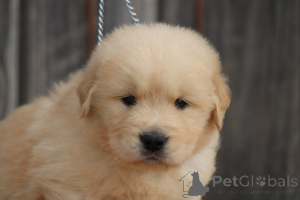 Photo №3. Magnifique chiots golden retriever a donner. Allemagne