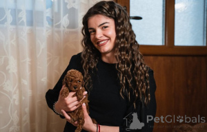 Photo №4. Je vais vendre caniche (jouet) en ville de Vilovo. éleveur - prix - négocié