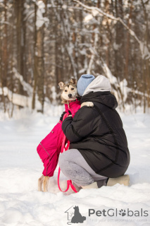 Photo №3. La touchante princesse Nala cherche sa maison !. Fédération de Russie