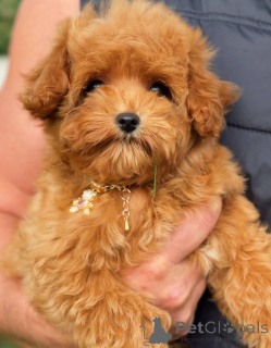 Photo №4. Je vais vendre caniche (jouet) en ville de Borough de Londres de Camden. annonce privée - prix - négocié