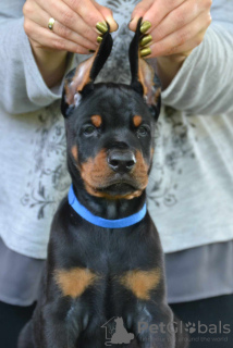 Photos supplémentaires: Chiots Dobermann à vendre