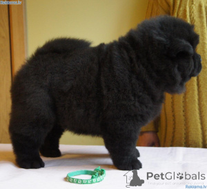 Photo №1. chow-chow - à vendre en ville de Elva | 500€ | Annonce №158696
