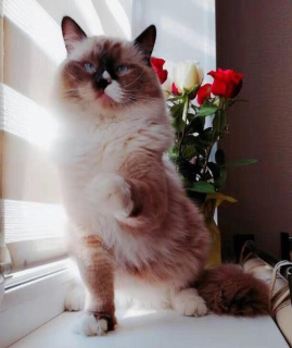 Photo №4. Je vais vendre ragdoll en ville de Moscou. annonce privée - prix - Négocié