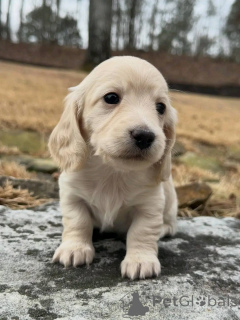 Photo №3. Urocze szczenięta jamnika do adoption. Pologne