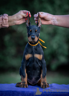 Photo №3. Chiots Dobermann. Serbie