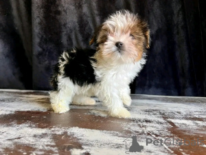 Photo №4. Je vais vendre biewer yorkshire terrier en ville de Флорида Сити. éleveur - prix - 531€