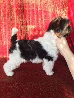 Photo №2 de l'annonce № 4374 de la vente biewer yorkshire terrier - acheter à Biélorussie de la fourrière