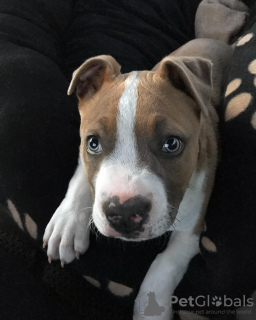 Photo №2 de l'annonce № 111326 de la vente american staffordshire terrier - acheter à Slovaquie annonce privée