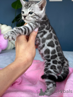 Photo №3. Wunderschönes Savannah-Kätzchen. Allemagne