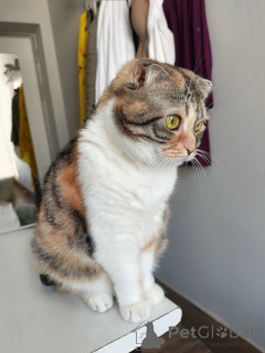 Photo №4. Je vais vendre scottish fold en ville de Moskova. annonce privée - prix - Gratuit