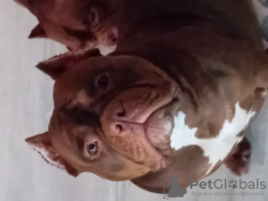 Photo №2 de l'annonce № 84714 de la vente american bully - acheter à La Lettonie annonce privée