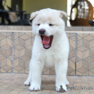 Photo №2 de l'annonce № 164873 de la vente shiba - acheter à Belgique annonce privée, éleveur