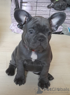 Photo №4. Je vais vendre bouledogue en ville de Москва. éleveur - prix - 1700€