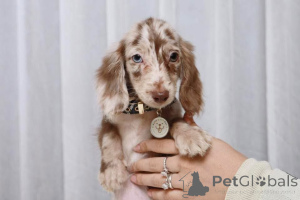 Photo №3. Adorable chiot teckel pommelé chocolat, beau pelage et expression douce. USA