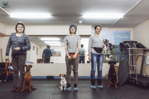 Photo №3. DogPark Ecole de dressage de chiens en Fédération de Russie