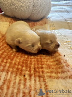 Photo №1. spitz nain - à vendre en ville de Texas City | 2500€ | Annonce №126702