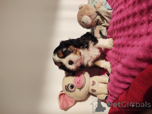 Photo №4. Je vais vendre cavalier king charles spaniel en ville de Myślibórz. annonce privée - prix - 2000€