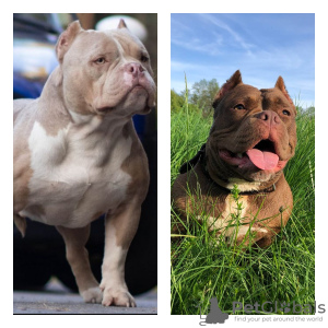 Photo №2 de l'annonce № 24622 de la vente american bully - acheter à Biélorussie annonce privée