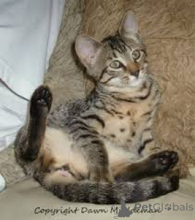 Photo №3. Chatons Mau égyptiens à vendre. Belgique