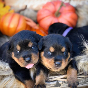 Photo №2 de l'annonce № 135488 de la vente rottweiler - acheter à USA éleveur