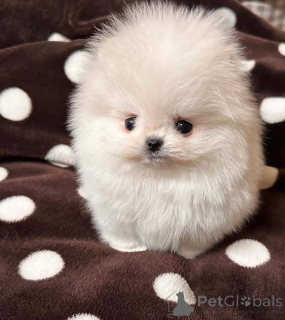 Photo №2 de l'annonce № 164061 de la vente  - acheter à Pologne 