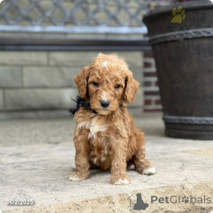 Photo №4. Je vais vendre caniche royale en ville de Indiana. de l'abri - prix - 2656€