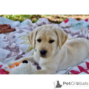 Photo №3. Prêt maintenant ! Chiots Labrador noirs et jaunes de 12 semaines (mâles et. La Grande-Bretagne