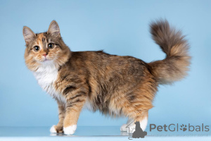 Photo №1.  - à vendre en ville de Khimki | Gratuit | Annonce № 157015