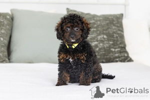 Photo №1. labradoodle - à vendre en ville de Andelst | négocié | Annonce №155602
