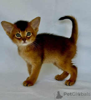 Photo №1. abyssin - à vendre en ville de Melbourne | Gratuit | Annonce № 139151