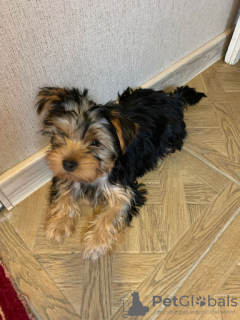 Photos supplémentaires: Chiots Yorkie à vendre, garçon et fille