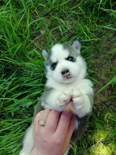 Photo №4. Je vais vendre husky de sibérie en ville de Minsk. de la fourrière - prix - 271€