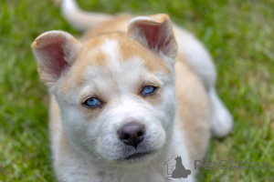 Photo №4. Je vais vendre chien bâtard en ville de Glasgow. éleveur - prix - 700€